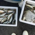 発泡スチロールに入った魚